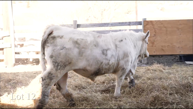 LOT 12