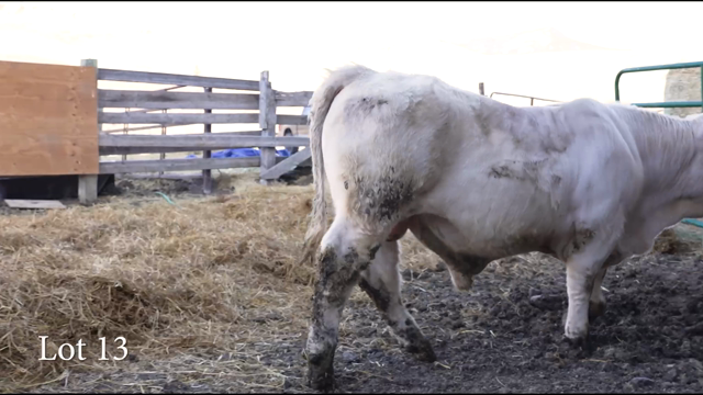 LOT 13