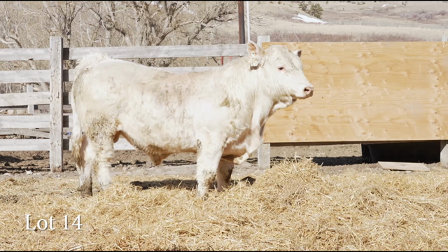 LOT 14