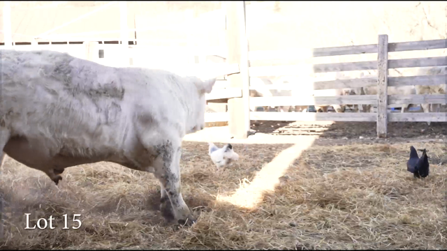 LOT 15