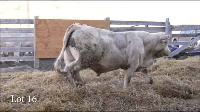 LOT 16