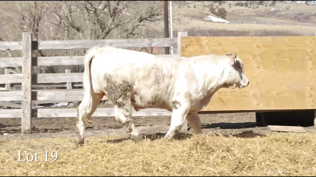 LOT 19