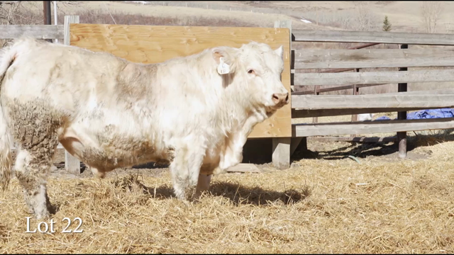 LOT 22