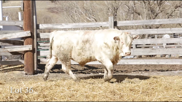 LOT 36
