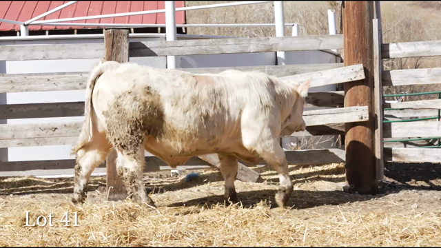 LOT 41
