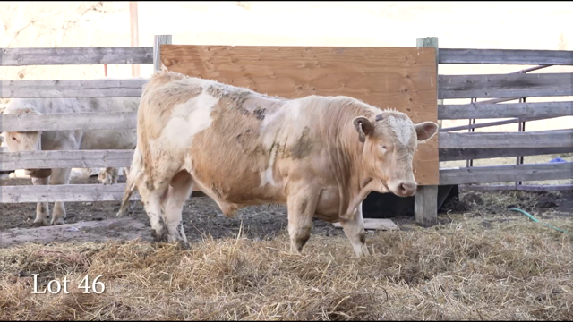 LOT 46