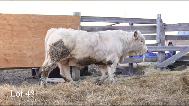 LOT 48