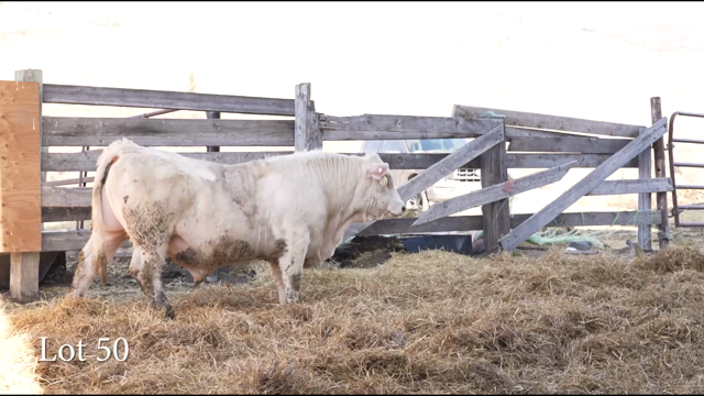 LOT 50