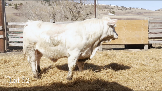 LOT 52