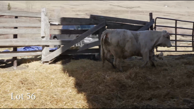 LOT 56