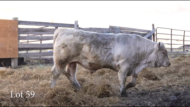 LOT 59