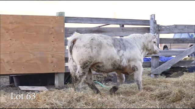 LOT 63