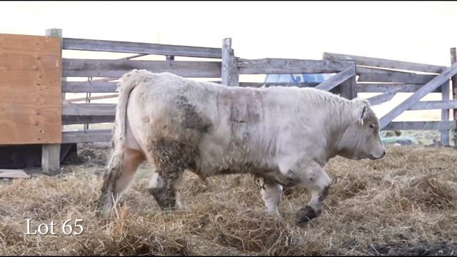 LOT 65