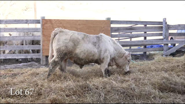 LOT 67