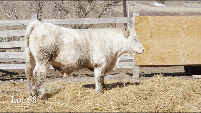 LOT 68