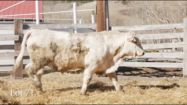 LOT 71