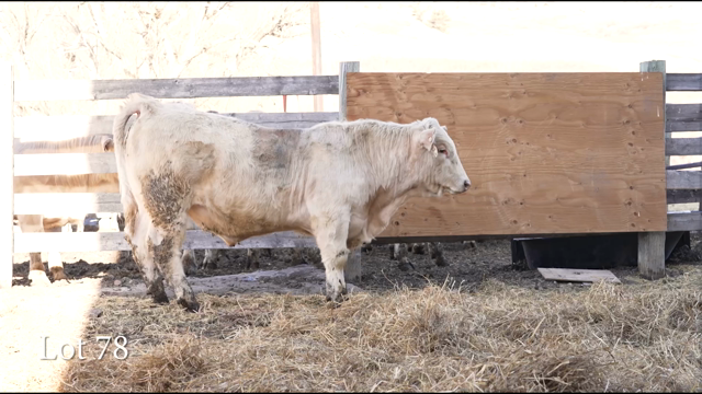 LOT 78