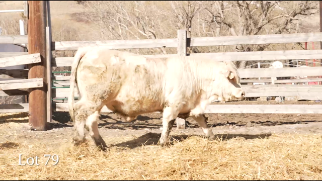 LOT 79
