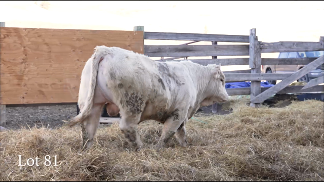 LOT 81