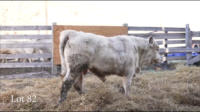 LOT 82