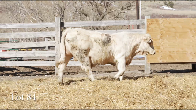 LOT 84